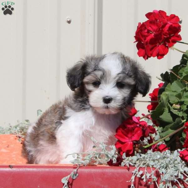 Peaceful, Maltipoo Puppy